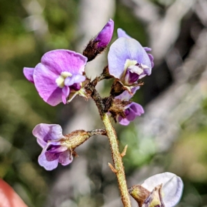 Glycine clandestina at Tuggeranong DC, ACT - 26 Sep 2021