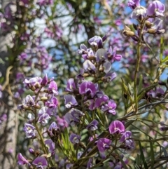 Glycine clandestina at Tuggeranong DC, ACT - 26 Sep 2021