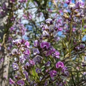 Glycine clandestina at Tuggeranong DC, ACT - 26 Sep 2021 01:25 PM