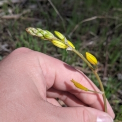 Bulbine bulbosa (Golden Lily, Bulbine Lily) at Baranduda, VIC - 24 Sep 2021 by Darcy