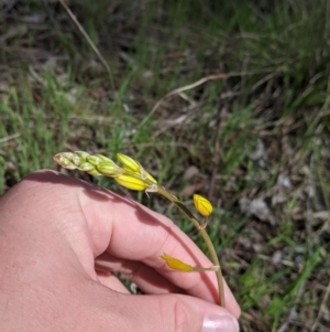 Bulbine bulbosa at Baranduda, VIC - 24 Sep 2021