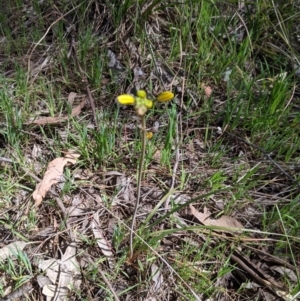 Bulbine bulbosa at Baranduda, VIC - 24 Sep 2021 01:09 PM