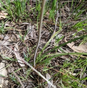 Bulbine bulbosa at Baranduda, VIC - 24 Sep 2021