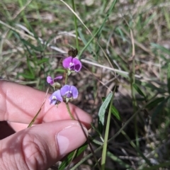 Glycine clandestina (Twining Glycine) at Baranduda, VIC - 24 Sep 2021 by Darcy