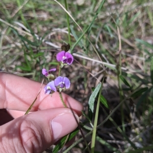 Glycine clandestina at Baranduda, VIC - 24 Sep 2021 01:10 PM