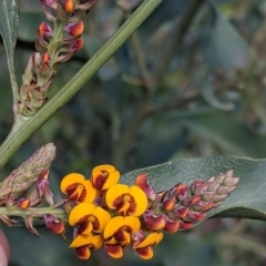 Daviesia latifolia (Hop Bitter-Pea) at Wodonga - 24 Sep 2021 by Darcy