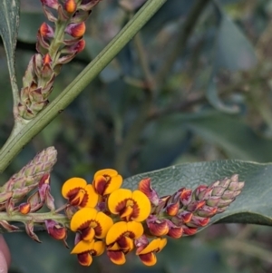 Daviesia latifolia at Baranduda, VIC - 24 Sep 2021