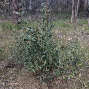 Daviesia latifolia at Baranduda, VIC - 24 Sep 2021 01:16 PM