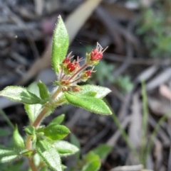 Pomax umbellata (A Pomax) at Black Mountain - 26 Sep 2021 by BronClarke