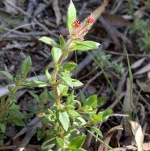 Pomax umbellata at Downer, ACT - 26 Sep 2021 03:17 PM