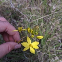 Bulbine bulbosa (Golden Lily) at Wodonga - 24 Sep 2021 by Darcy