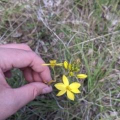 Bulbine bulbosa at Baranduda, VIC - 24 Sep 2021 01:17 PM