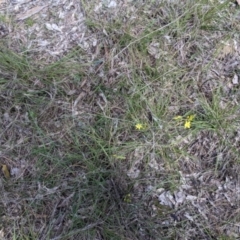 Bulbine bulbosa at Baranduda, VIC - 24 Sep 2021 01:17 PM