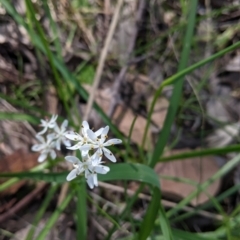 Wurmbea dioica subsp. dioica (Early Nancy) at Wodonga - 24 Sep 2021 by Darcy