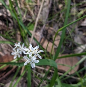 Wurmbea dioica subsp. dioica at Baranduda, VIC - 24 Sep 2021 01:20 PM