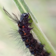 Nyctemera amicus (Senecio Moth, Magpie Moth, Cineraria Moth) at Piney Ridge - 26 Sep 2021 by AnneG1