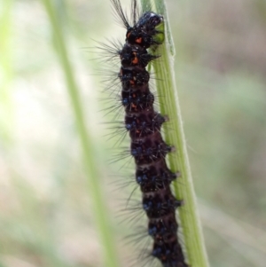 Nyctemera amicus at Denman Prospect, ACT - 26 Sep 2021