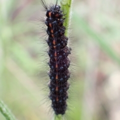 Nyctemera amicus at Denman Prospect, ACT - 26 Sep 2021 11:27 AM