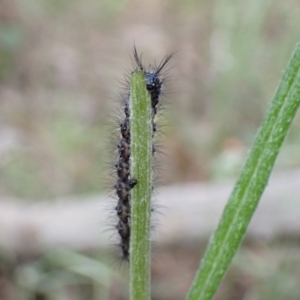 Nyctemera amicus at Denman Prospect, ACT - 26 Sep 2021