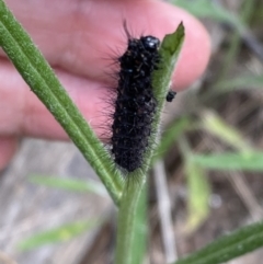 Nyctemera amicus at Denman Prospect, ACT - 26 Sep 2021 11:27 AM