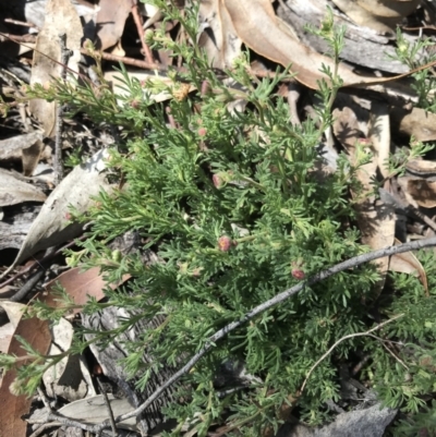 Unidentified Daisy at Shannons Flat, NSW - 26 Sep 2021 by GeoffRobertson