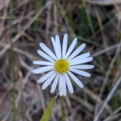 Brachyscome willisii (Narrow-wing Daisy) at Baranduda, VIC - 24 Sep 2021 by Darcy