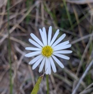 Brachyscome willisii at Baranduda, VIC - 24 Sep 2021 01:22 PM