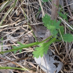 Brachyscome willisii at Baranduda, VIC - 24 Sep 2021