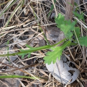 Brachyscome willisii at Baranduda, VIC - 24 Sep 2021