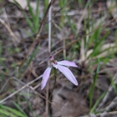 Caladenia carnea (Pink Fingers) at Wodonga - 24 Sep 2021 by Darcy