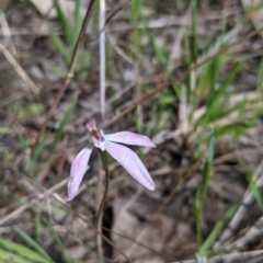 Caladenia carnea at Baranduda, VIC - suppressed