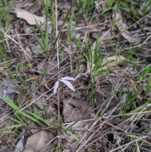 Caladenia carnea at Baranduda, VIC - suppressed