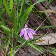 Caladenia carnea (Pink Fingers) at Wodonga - 24 Sep 2021 by Darcy