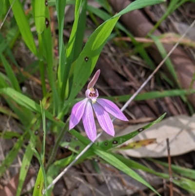 Caladenia carnea (Pink Fingers) at Baranduda, VIC - 24 Sep 2021 by Darcy