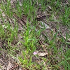 Caladenia carnea at Baranduda, VIC - suppressed