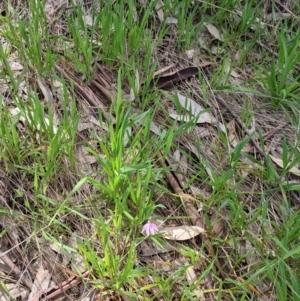 Caladenia carnea at Baranduda, VIC - suppressed