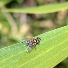 Trigonospila sp. (genus) (A Bristle Fly) at Murrumbateman, NSW - 25 Sep 2021 by SimoneC