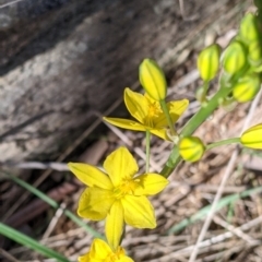 Bulbine bulbosa (Golden Lily) at Felltimber Creek NCR - 24 Sep 2021 by Darcy