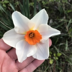 Narcissus tazetta (Jonquil) at Red Hill Nature Reserve - 21 Sep 2021 by Tapirlord