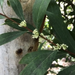 Hakea salicifolia (Willow-leaved Hakea) at Red Hill, ACT - 21 Sep 2021 by Tapirlord