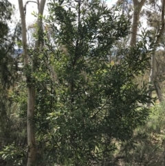 Hakea salicifolia at Red Hill, ACT - 21 Sep 2021 10:19 AM