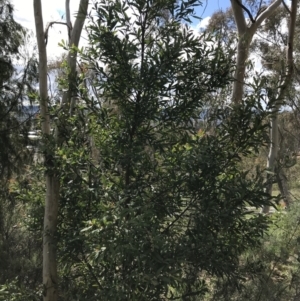 Hakea salicifolia at Red Hill, ACT - 21 Sep 2021