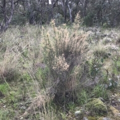 Cassinia sifton (Sifton Bush, Chinese Shrub) at Red Hill Nature Reserve - 21 Sep 2021 by Tapirlord