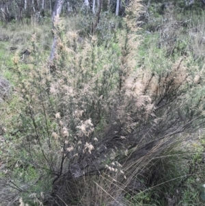 Cassinia sifton at Garran, ACT - 21 Sep 2021