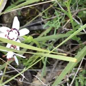 Wurmbea dioica subsp. dioica at Garran, ACT - 21 Sep 2021