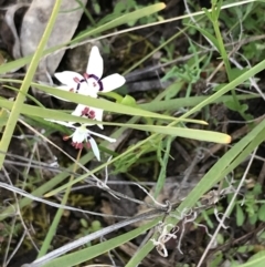 Wurmbea dioica subsp. dioica at Garran, ACT - 21 Sep 2021