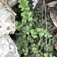 Pleurosorus rutifolius (Blanket Fern) at Garran, ACT - 20 Sep 2021 by Tapirlord