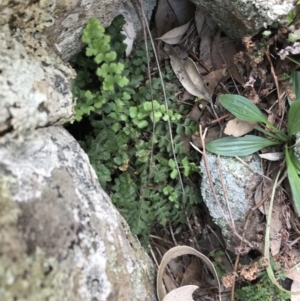 Asplenium subglandulosum at Garran, ACT - 21 Sep 2021