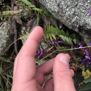 Pellaea calidirupium at Garran, ACT - 21 Sep 2021 09:47 AM