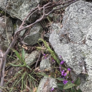 Pellaea calidirupium at Garran, ACT - 21 Sep 2021 09:47 AM